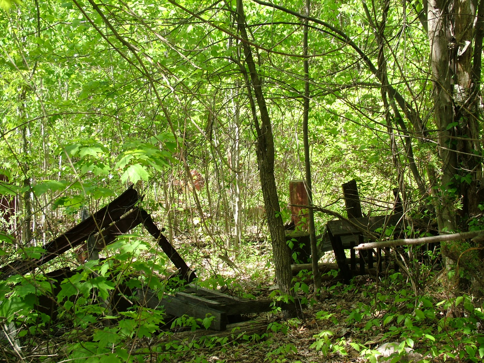 More Jungle Habitat Pictures